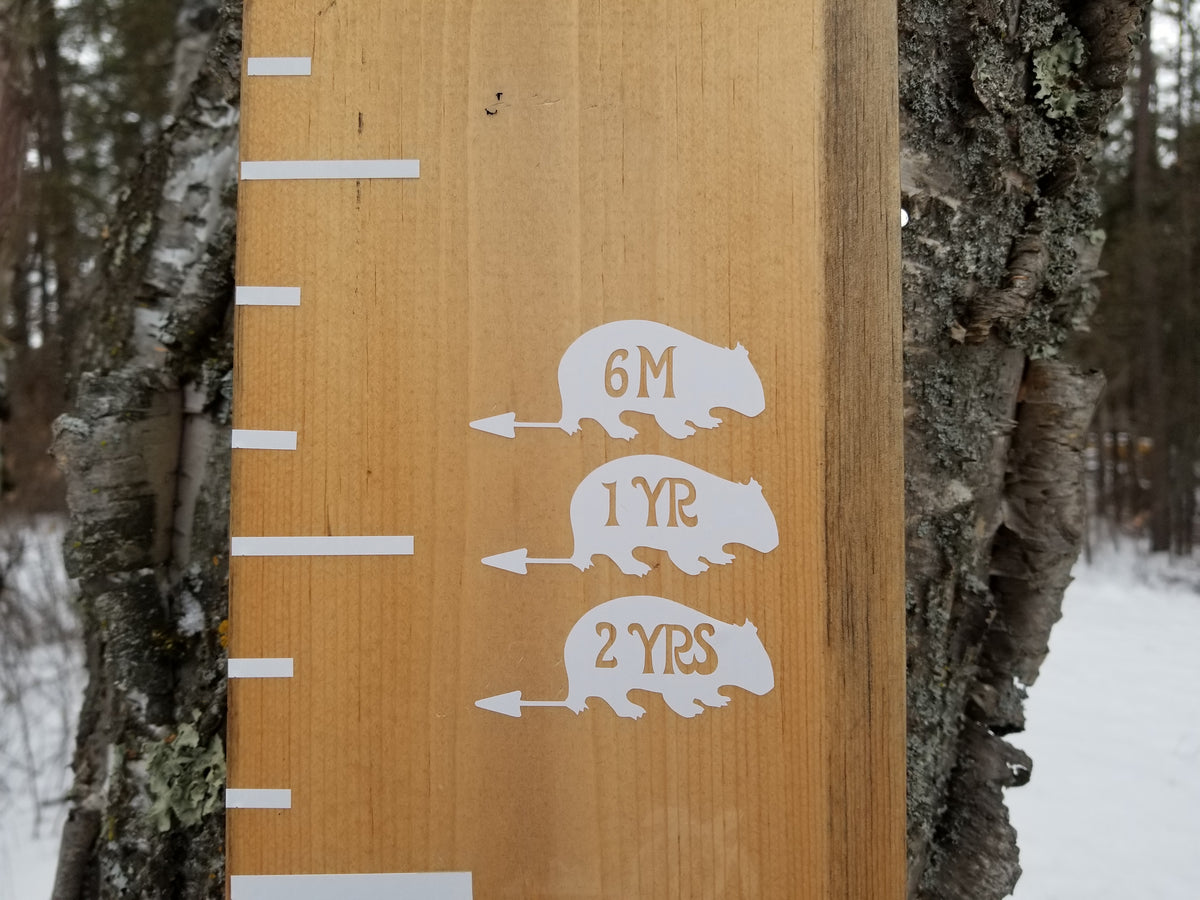 A Wombat Height Marking Arrows growth chart with three bears on it by Little Prairie Craft Co.