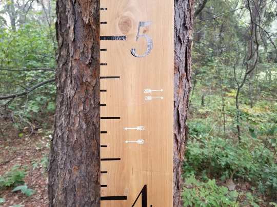 A Classic Skinny Height Marking Arrows growth chart on a tree in the woods by Little Prairie Craft Co.