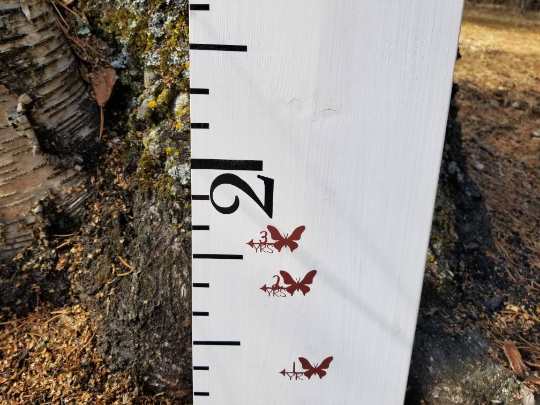 A wooden Butterfly Height Marking Arrows growth chart with butterflies on it by Little Prairie Craft Co.