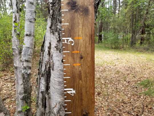 A Chunky Skinny Height Marking Arrows growth chart on a tree in the woods made by Little Prairie Craft Co.