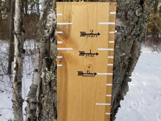 A Classic Height Marking Arrows ruler hanging on a tree in the woods by Little Prairie Craft Co.
