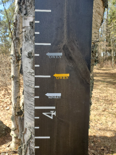 A birch tree in the woods with Personalized | Write Yourself Height Marking Arrows by Little Prairie Craft Co. on it.