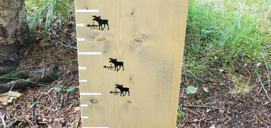 A wooden growth chart with Moose Height Marking Arrows from Little Prairie Craft Co. on it.