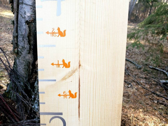 A Fox Height Marking Arrows ruler with a squirrel on it in the woods by Little Prairie Craft Co.