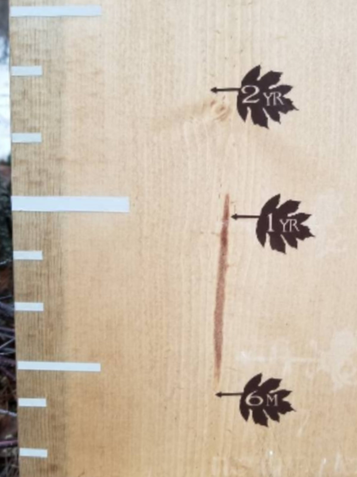 A Leaf Height Marking Arrows by Little Prairie Craft Co.